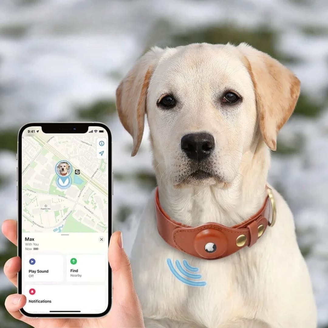 Collier GPS Chien