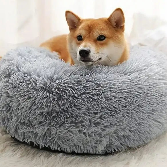 coussin chien shiba inu