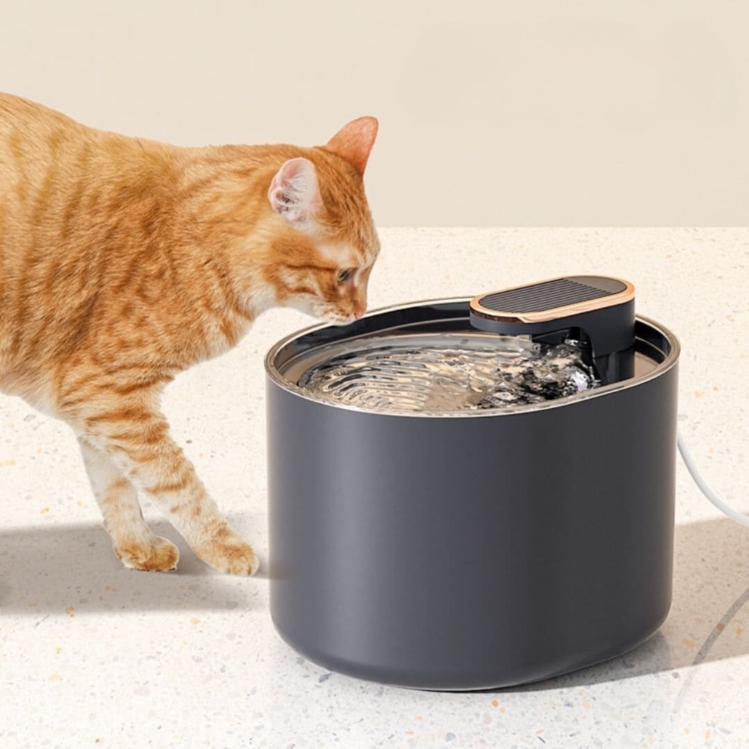 Fontaine à Eau Chat