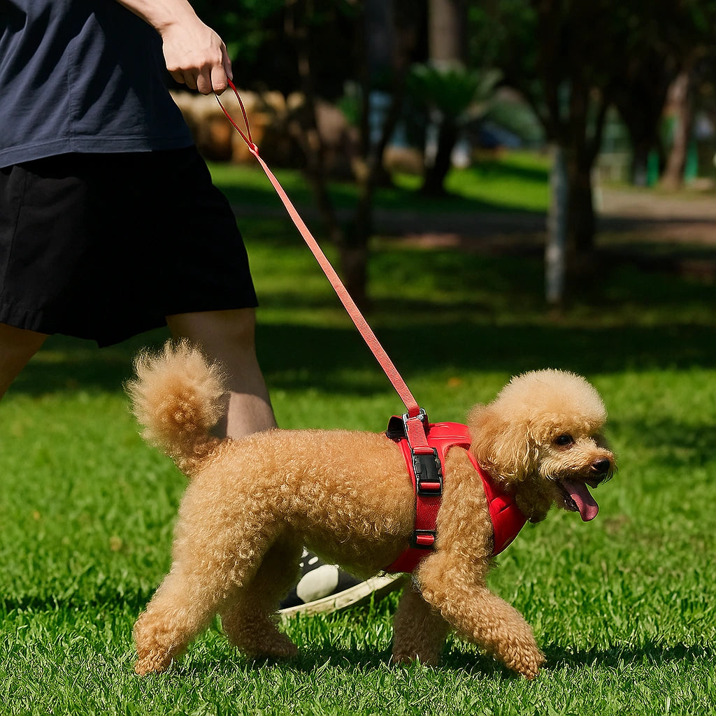 Harnais Chien avec Laisse Rétractable Intégrée