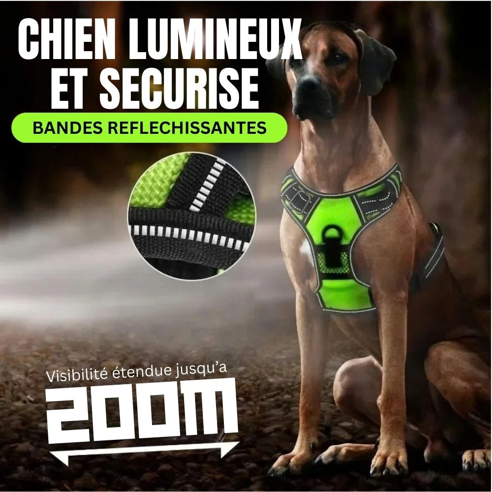 Harnais chien anti-traction vert vue de face