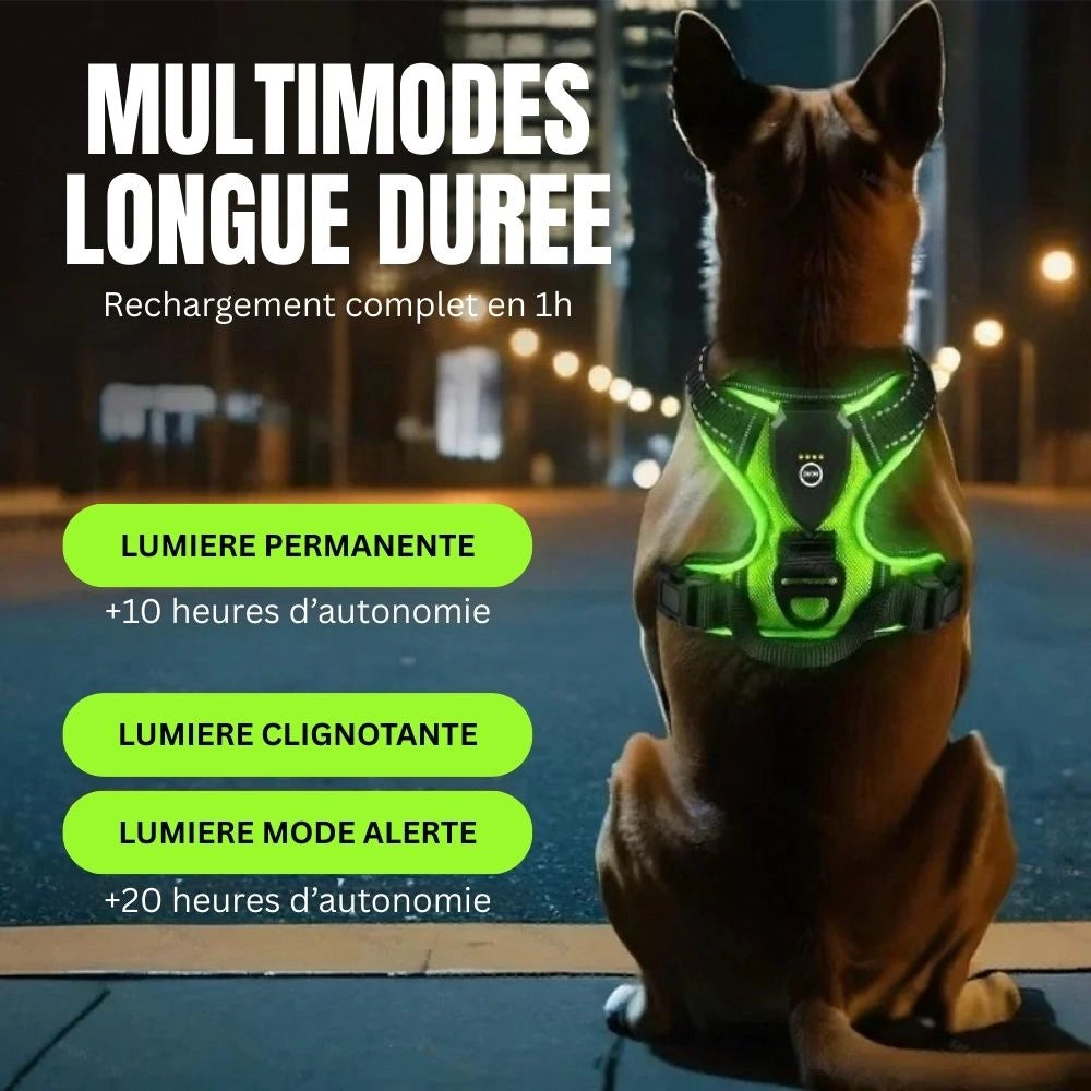 Harnais lumineux LED promenade nocturne chien