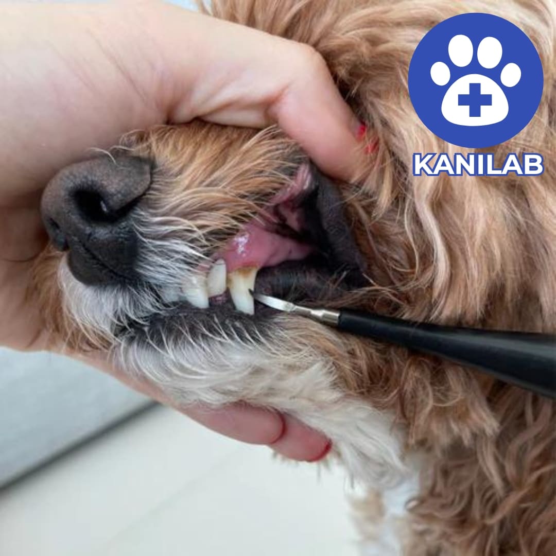 KANILAB - Détartreur Dentaire pour Chien