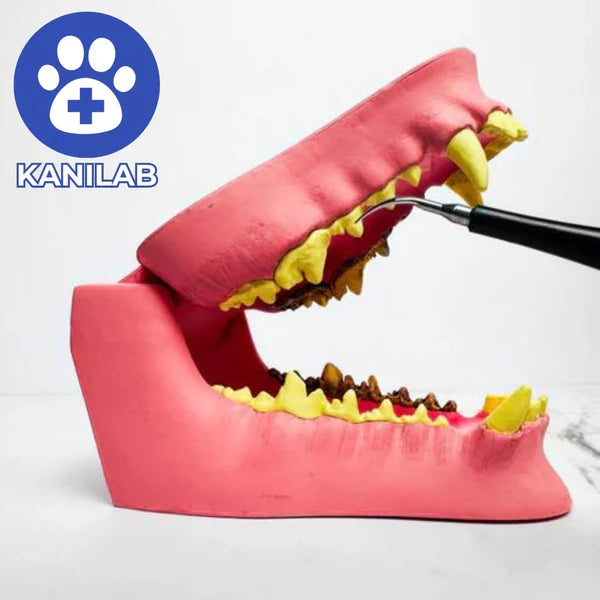 KANILAB - Détartreur Dentaire pour Chien