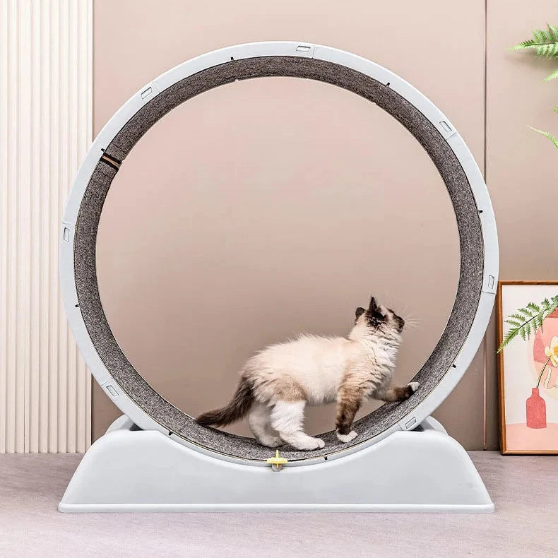 ROLER - Roue d'Exercice pour Chat