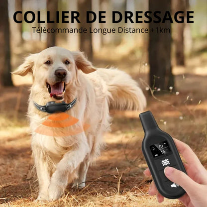 ROGER - Collier de Dressage Electrique pour Chien