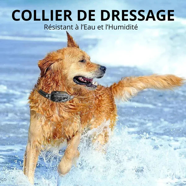 ROGER - Collier de Dressage Electrique pour Chien