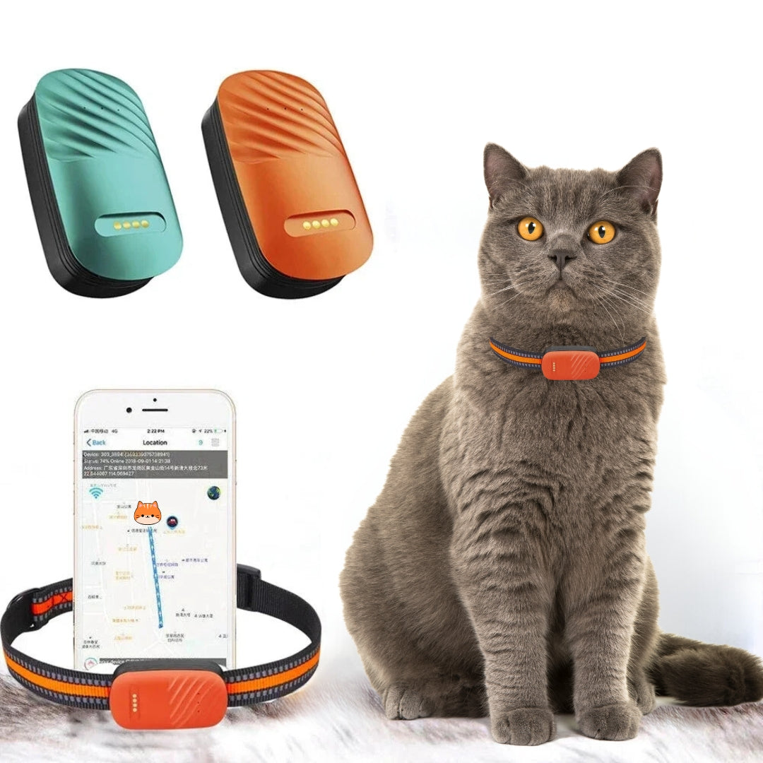 Collier GPS Chat British Shorthair