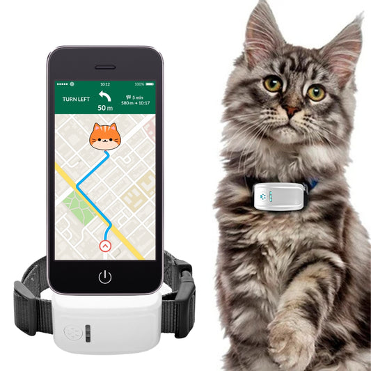 collier gps chat maine coon