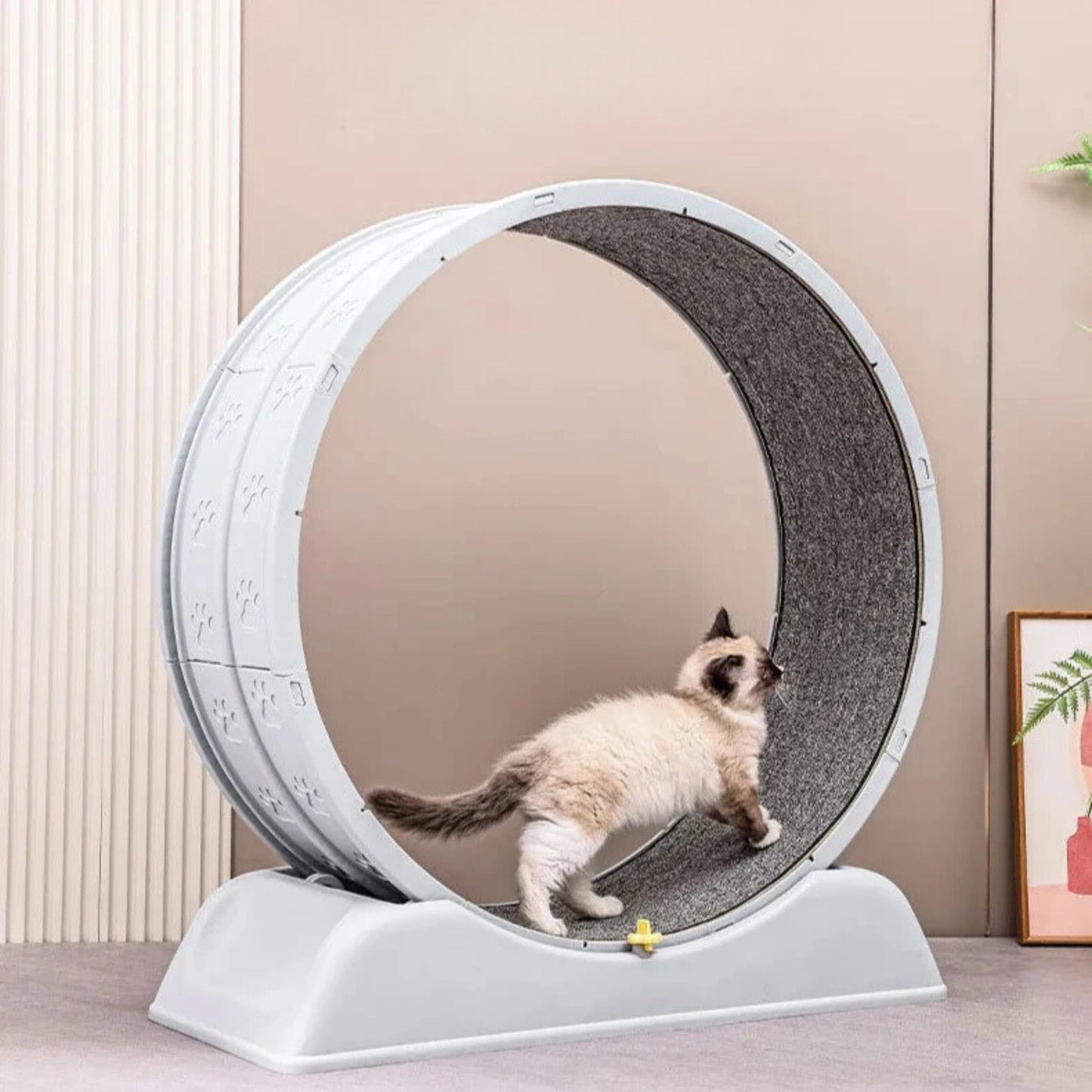 ROLER - Roue d'Exercice pour Chat