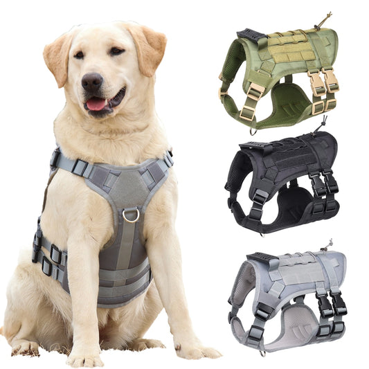 chien avec harnais militaire