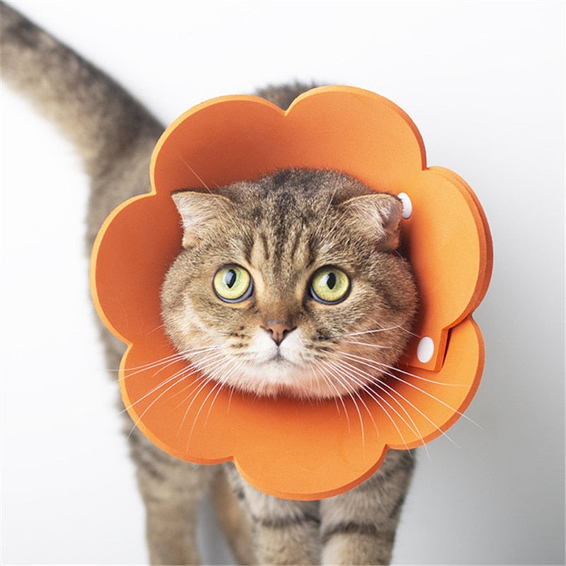collerette chat fleur orange