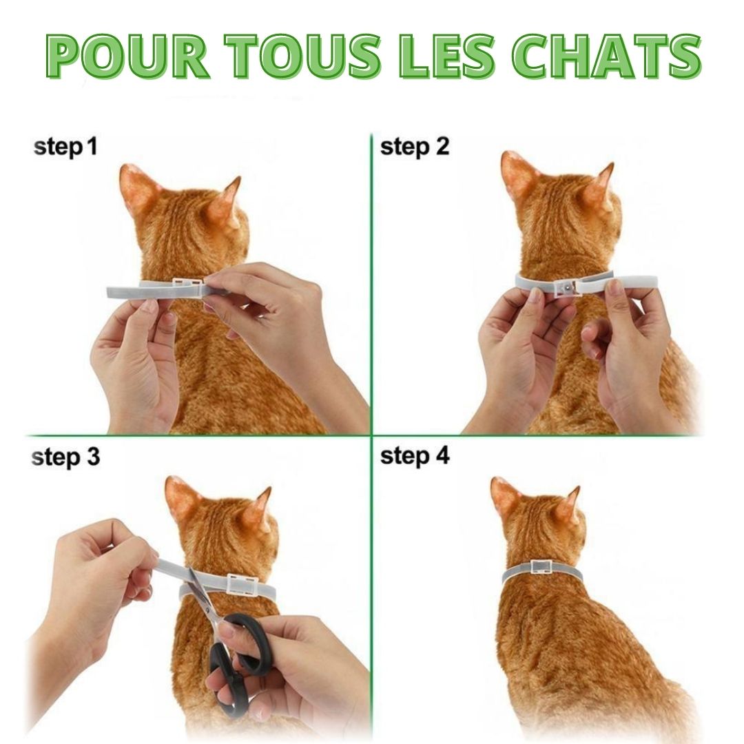 collier antipuces chat 