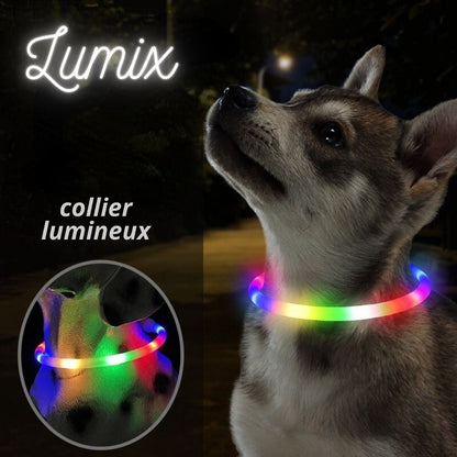 COLLIER LED CHIEN