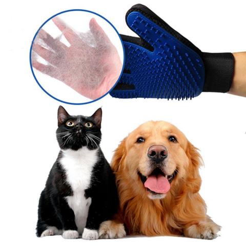 chat et chien regardent le gant de brossage bleu