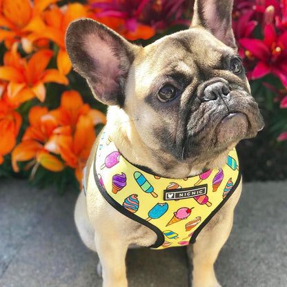 harnais jaune avec chien bulldog