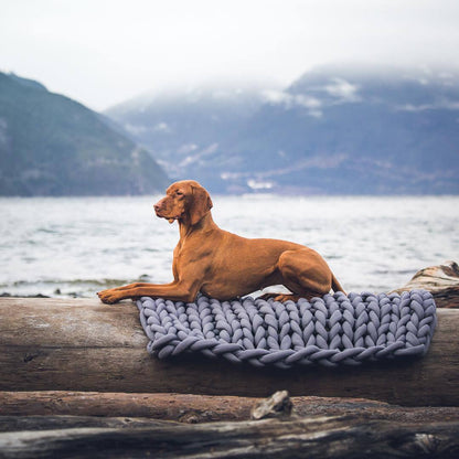 chien grand sur tapis gris