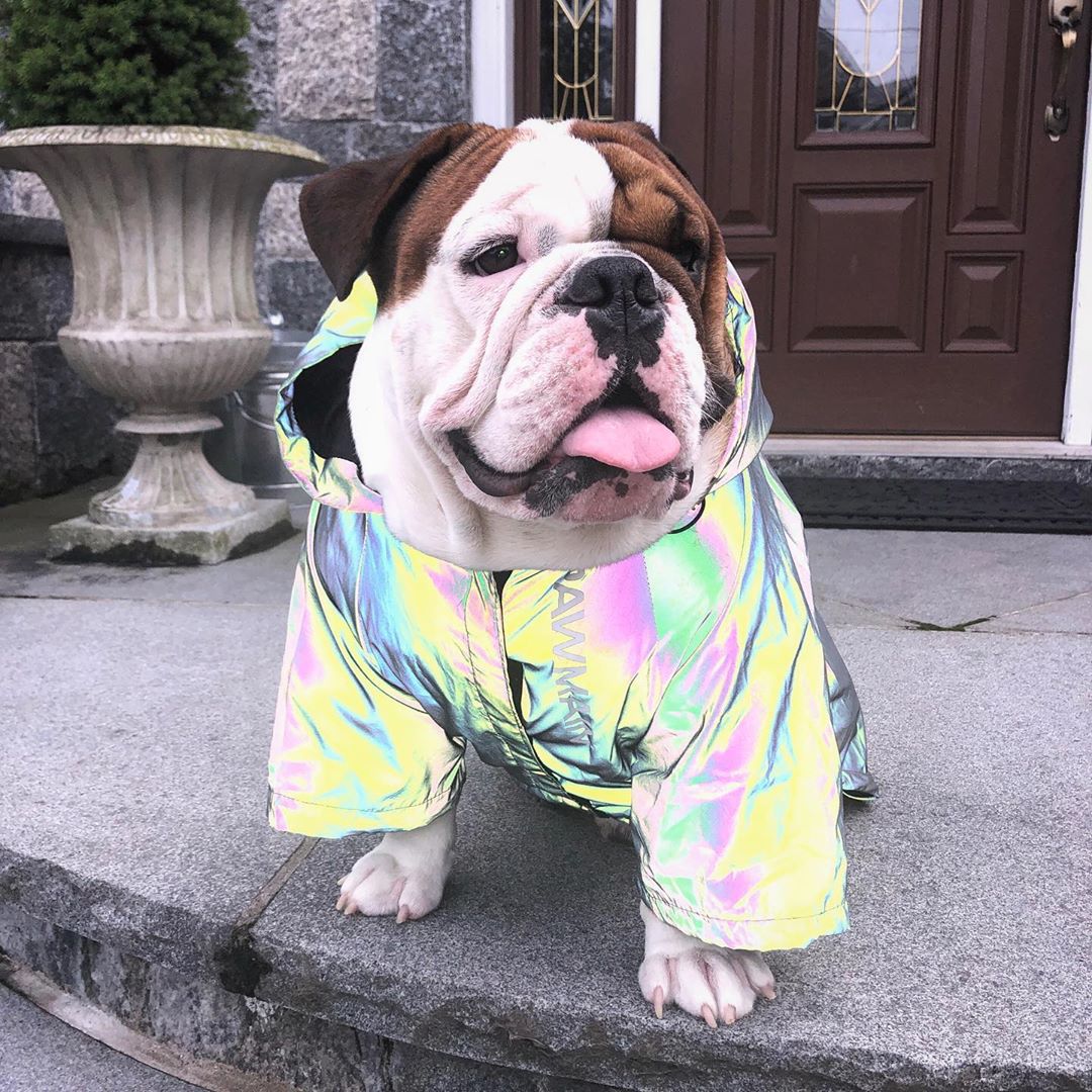 bulldog avec manteau reflechissant